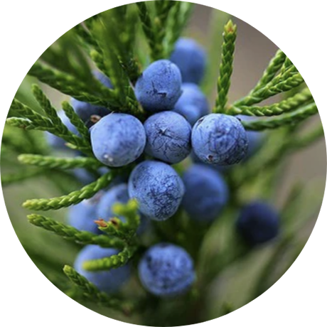 Juniper Berry Juniper Berry