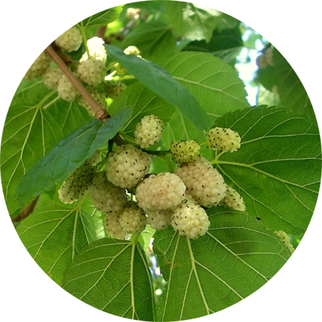 Mulberry Mulberry